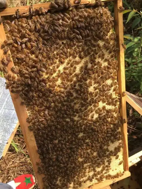 蜜蜂蜂群中蜂活体蜂王中蜂蜂群蜜蜂活群出售带子脾整箱土蜂蜂群