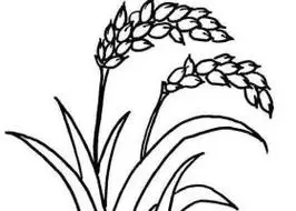 稻谷简笔画 稻谷简笔画简单又好看