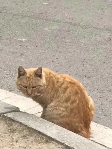 fun来了丢脸丢到日本日本人出书研究抗日神剧