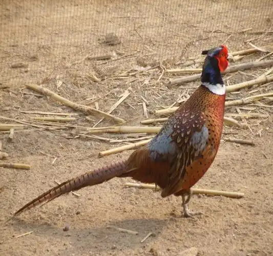 河南山鸡基地-河南山鸡基地|河南山鸡苗基地1