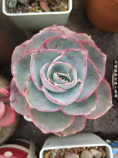 达芬奇密码,和上面的肯尼迪都是mi娜多肉推手的杰作69赫拉,这是晴天