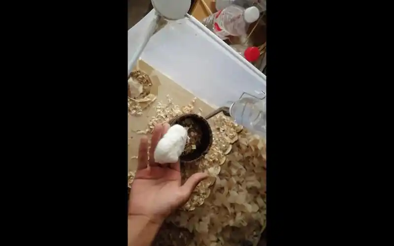 仓鼠竟公然啃食主人手指,场面血腥!