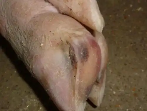 母猪裂蹄病怎么治疗?