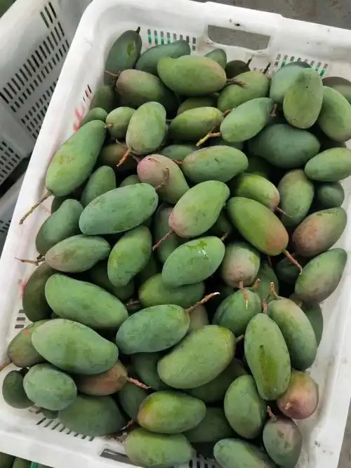 攀枝花花皮小金煌芒果