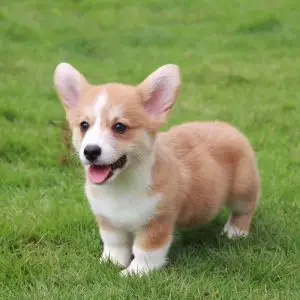 柯基犬纯种幼犬小型宠物狗黄白双色短腿小型活体威尔士柯基家养狗