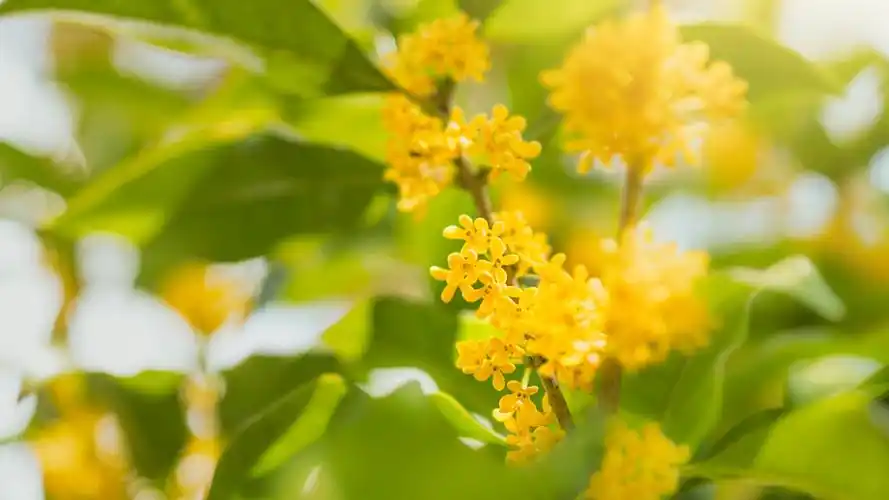 桂花飘香,人间九月,随心奔赴山海,快乐又自由.