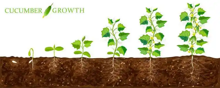 黄瓜植株从种子到开花成熟的生长阶段.