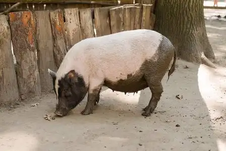 猪在农场侧身站立照片