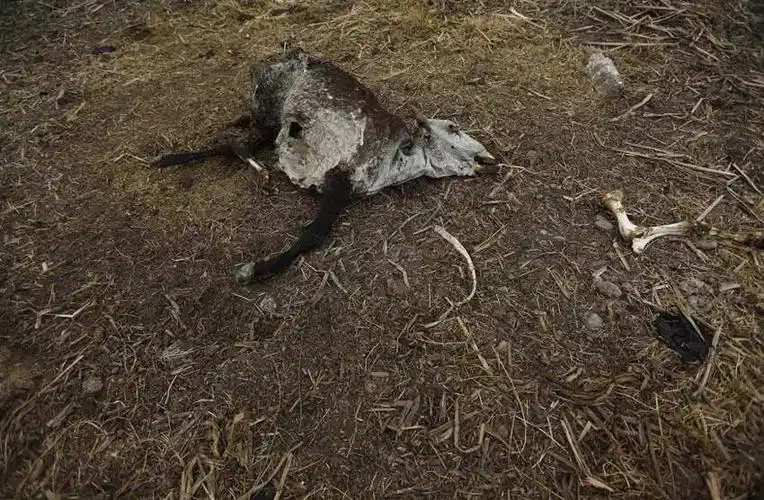 由于过度的缺水,这些动物也都死去,干旱就像是一个恶魔  无情的吞噬着