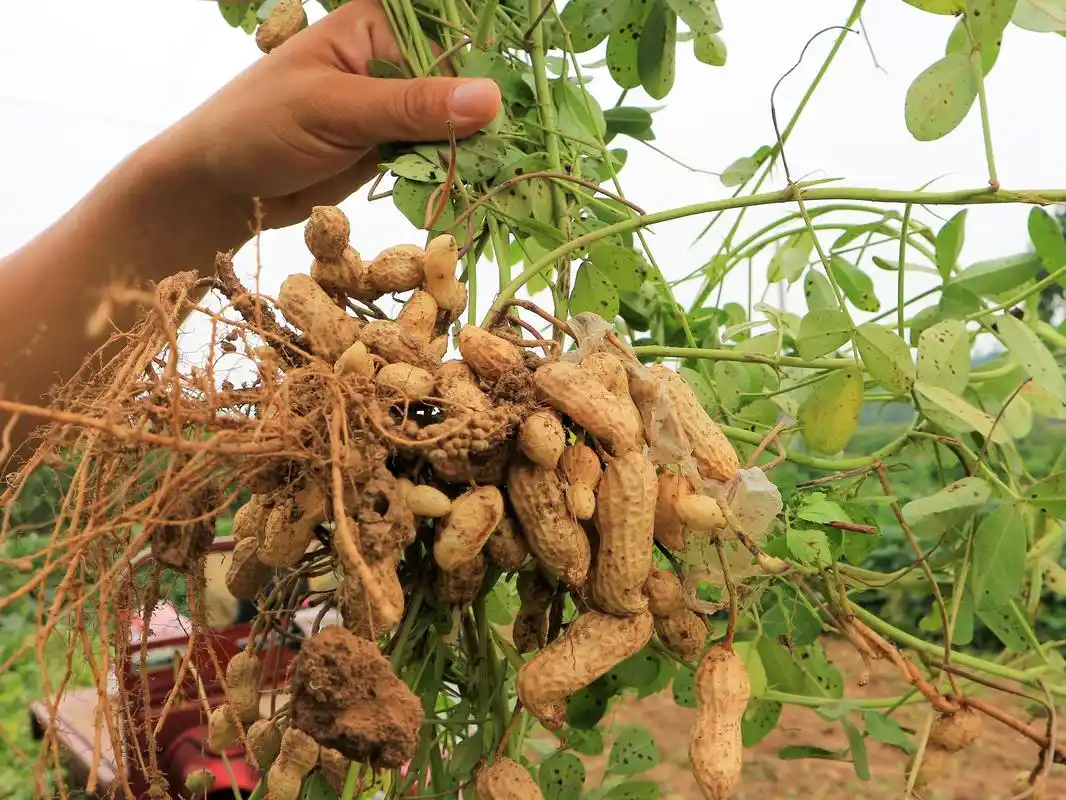 原创谁说种地不赚钱农村大妈种植花生提前收获20天2亩净赚8000元