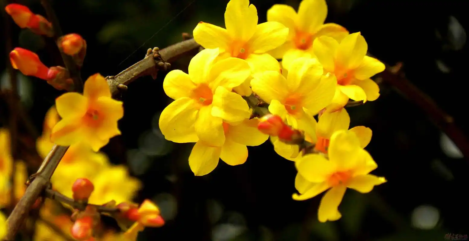 迎春花,春天黄花满枝,四季都充满春意
