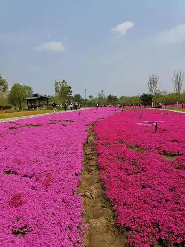 观赏丛生福禄考花