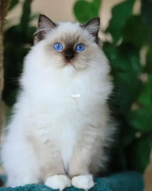 重点色布偶猫无暇