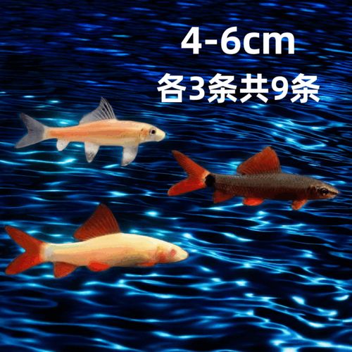 清道夫鱼金苔鼠鱼老鼠鱼鱼缸清洁工具清洁三剑客吃青苔除藻 【鼠鱼