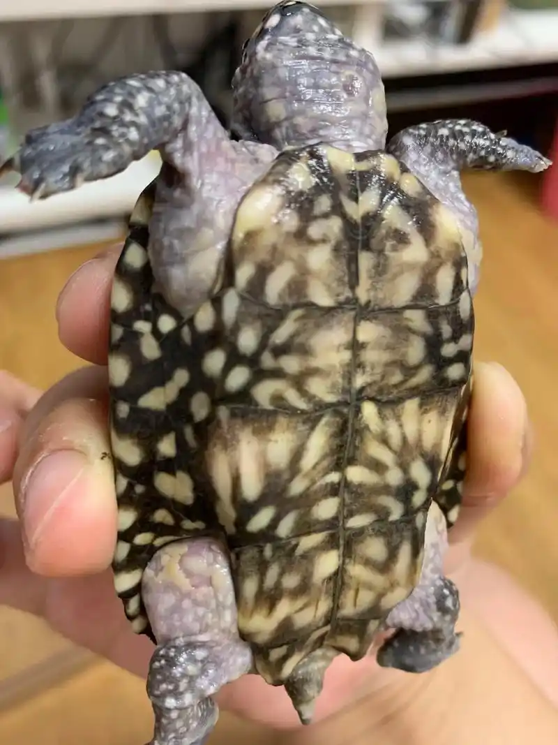 请教一下大神,斑点池龟这是腐皮了吗? - 抖音