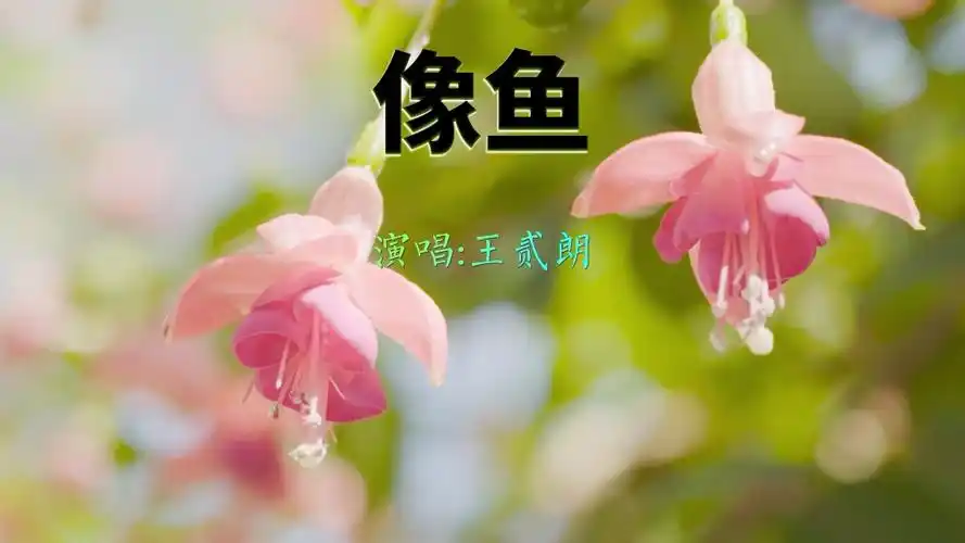 这首《像鱼》深情好听,歌词优美,听痴了