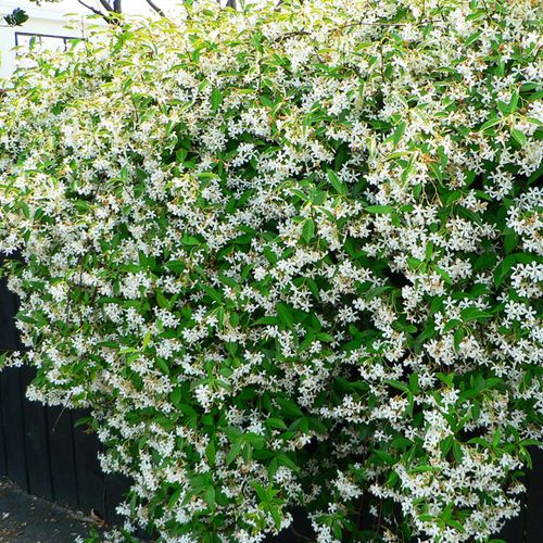 银丝风车茉莉花大苗爬藤花卉植物庭院阳台盆栽四季常青绿植耐寒
