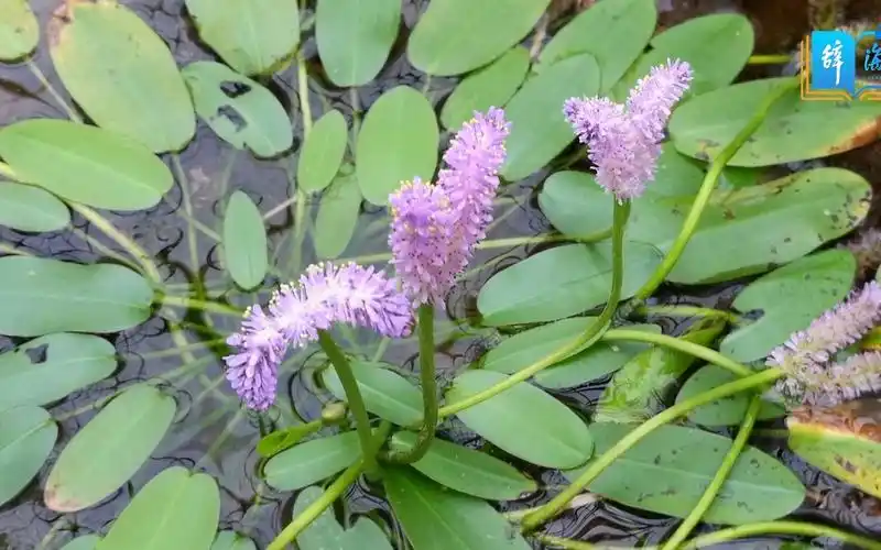 【辞海视频】辞海带你认识眼子菜