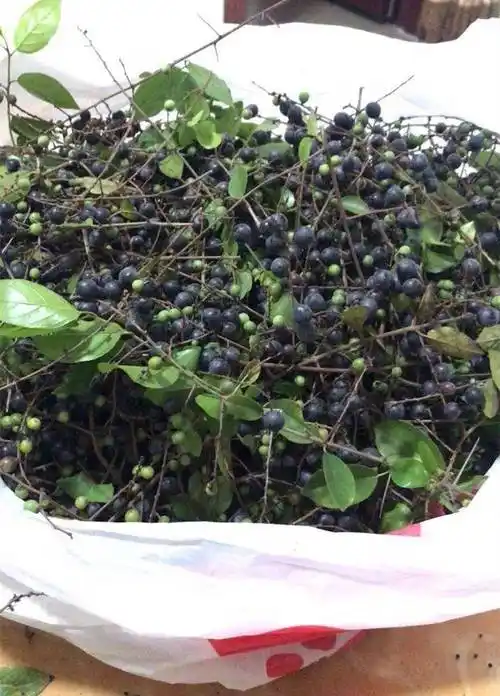 罗定农村有一种野果有钱也买不到