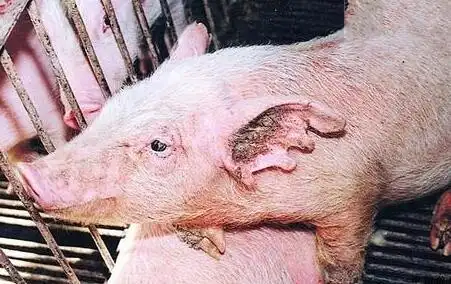 猪寄生虫病的危害及防治方法 - 猪病防冶 - 农村致富经