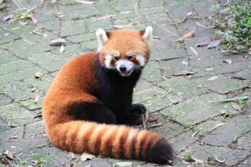 成都大熊猫基地的小熊猫