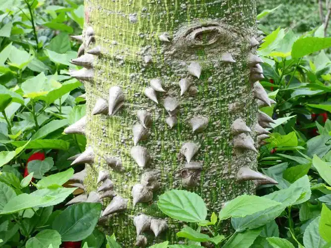 木棉树的树干下部长满尖刺.