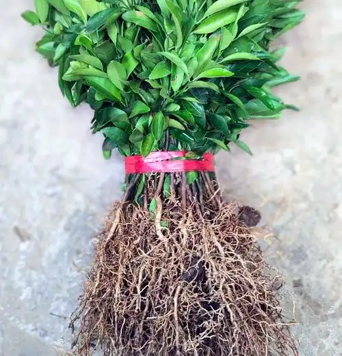 酸柑实生苗酸柑原生苗酸柑直生苗酸柑砧木柑橘类专用嫁接苗树苗