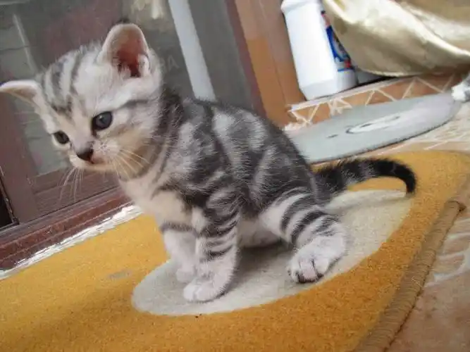 p>美国短毛猫是原产于美国的一种猫,其祖先为欧洲早期移民带到北美的