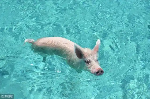 猪猪洗澡的重要性,教你如何给猪做清洗消毒