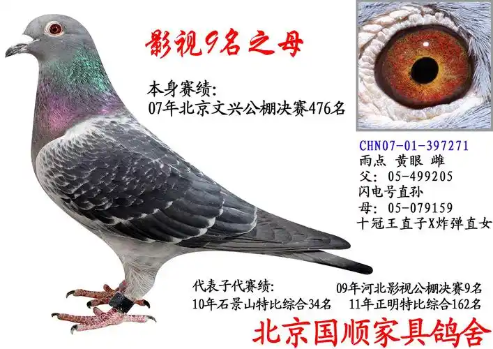 影视9名之母_北京国顺家俱鸽舍-中信网爱鸽商城