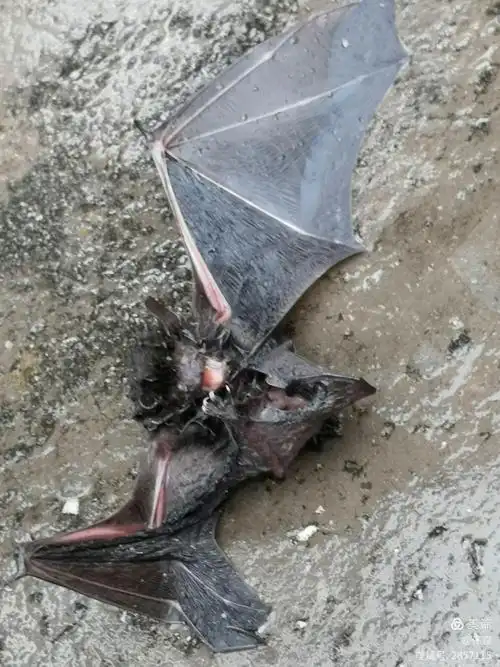 蝙蝠的样子~丑~挺吓人