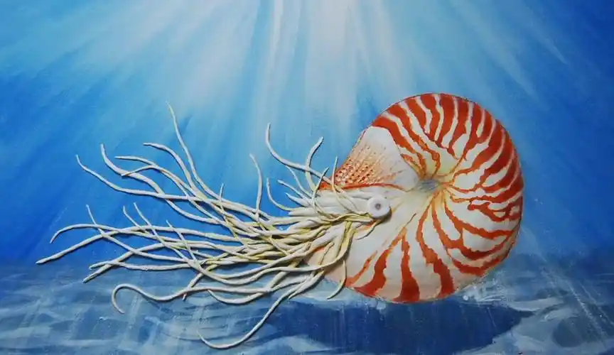 海洋动物小科普十大濒临海洋动物之鹦鹉螺