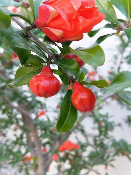 红火火的石榴花