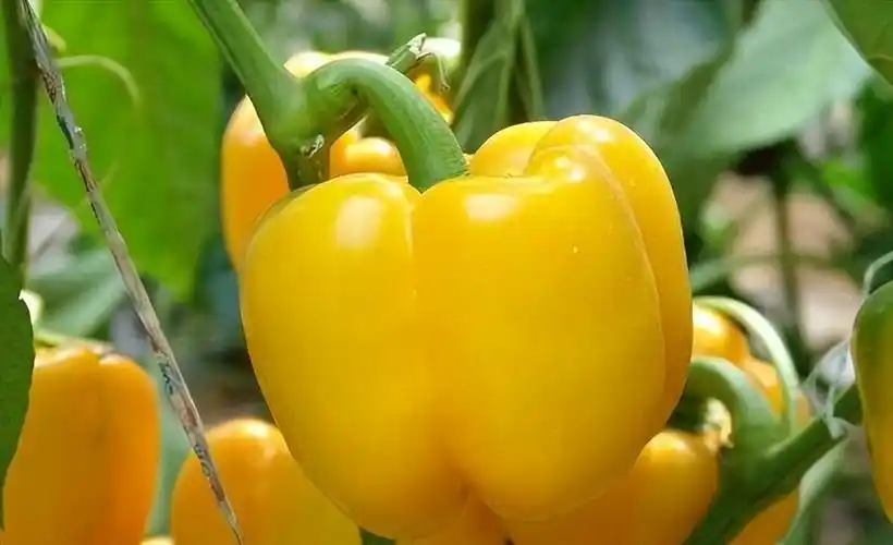 甜椒管理要点_控制_植株_供应