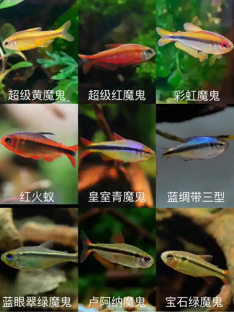 灯鱼大合集#灯科鱼 #观赏鱼 #新手养鱼 - 抖音