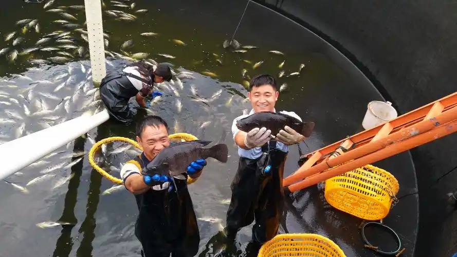 兴义清水河镇:打好陆基养鱼"两张牌"形成"两促进"