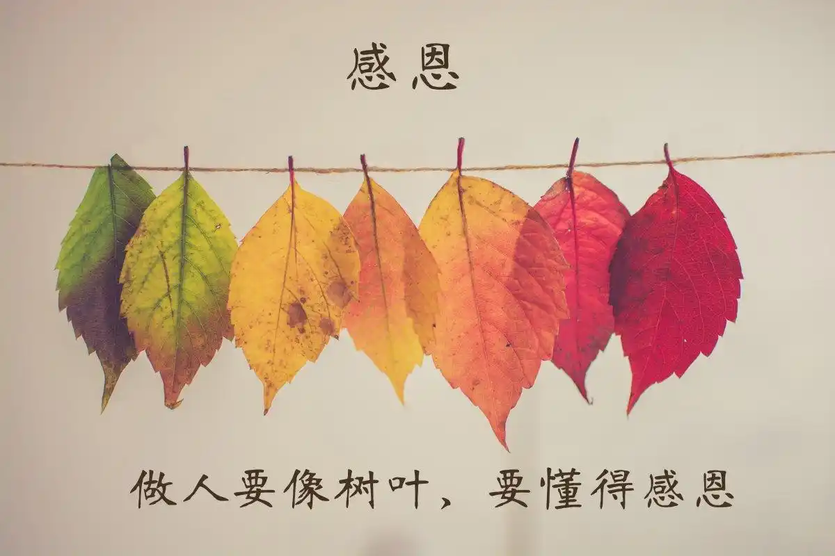 做人要像树叶要懂得感恩4k素材背景图片图片