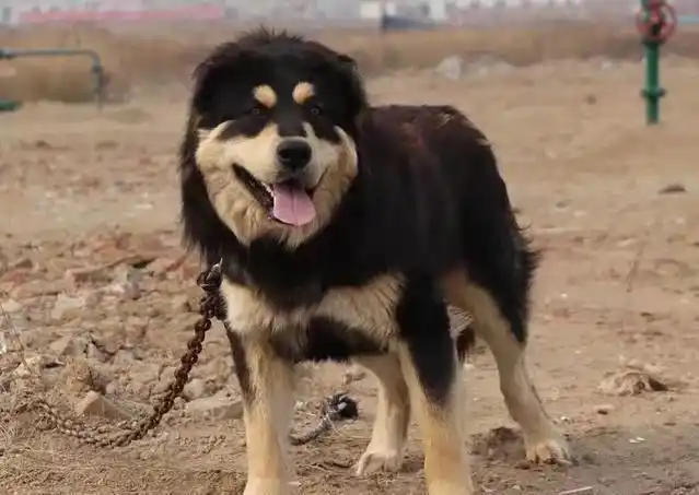 从科学的角度看,蒙古獒能长到200斤吗?为什么?