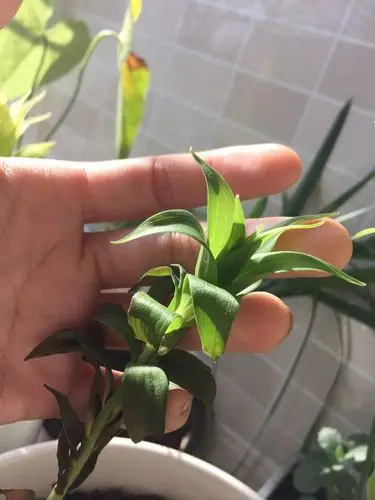 百合花叶子发黄,打蔫,如何培养?