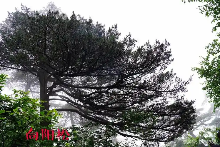 其它 黄山奇松一一四绝之首 写美篇  黄山松,生长在海拔800米以上的