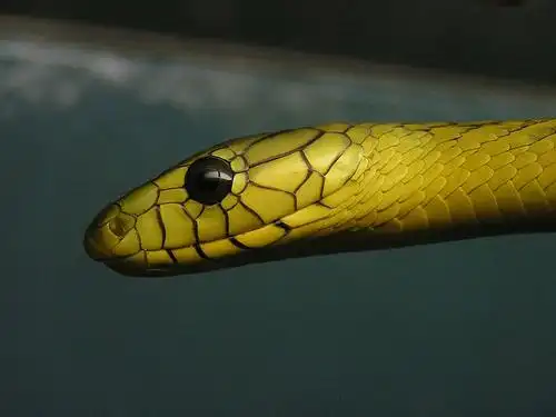 罗伊新外号:黄曼巴蛇?