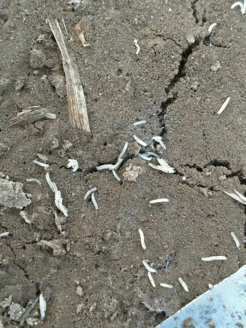 冬季冷棚韭菜韭蛆不好治?亿嘉农业来帮您!