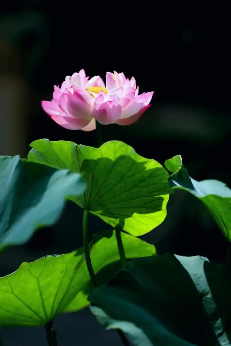 7月4日起,上海古猗园将调整开放安排(附荷花壁纸)