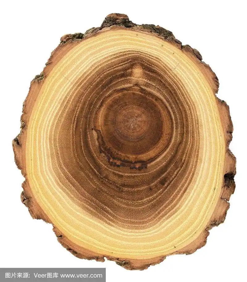 横截面,年轮,金合欢树,白色背景,分离着色