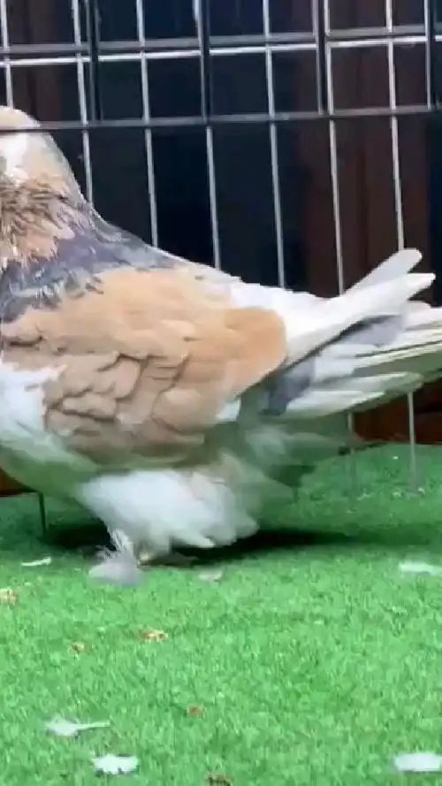 法国梦坛鸽子 肉鸽 观赏鸽