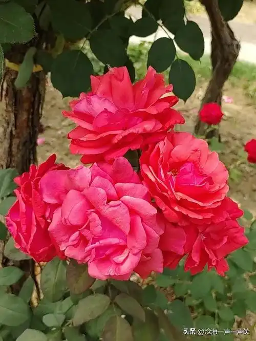 红彤彤的月季花,一朵两朵三朵小红花,一片两片三片红花瓣