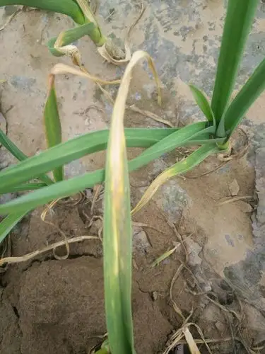 大蒜 病毒病 叶片不伸展 叶干尖 叶黄 用药之后效果很好.