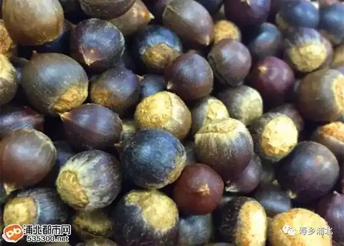 所有浦北人山上到处都是椎子快来捡咯