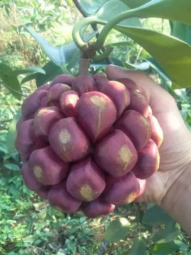 【野生现货】追忆童年野生水果/ 黑老虎/五味子/布福娜/野果有苗