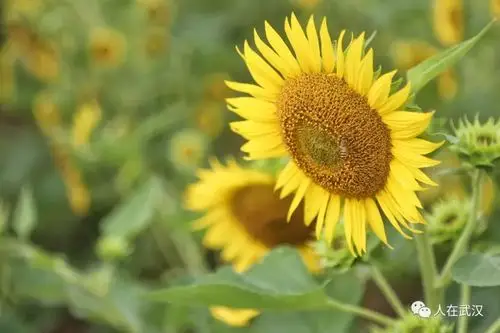 被刷屏的江滩向日葵到底长啥样我们去一探究竟